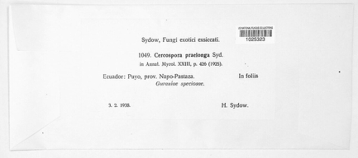 Zasmidium praelongum image